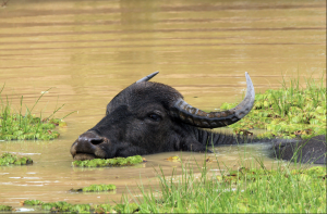 Wasserbüffel Wasserbüffel