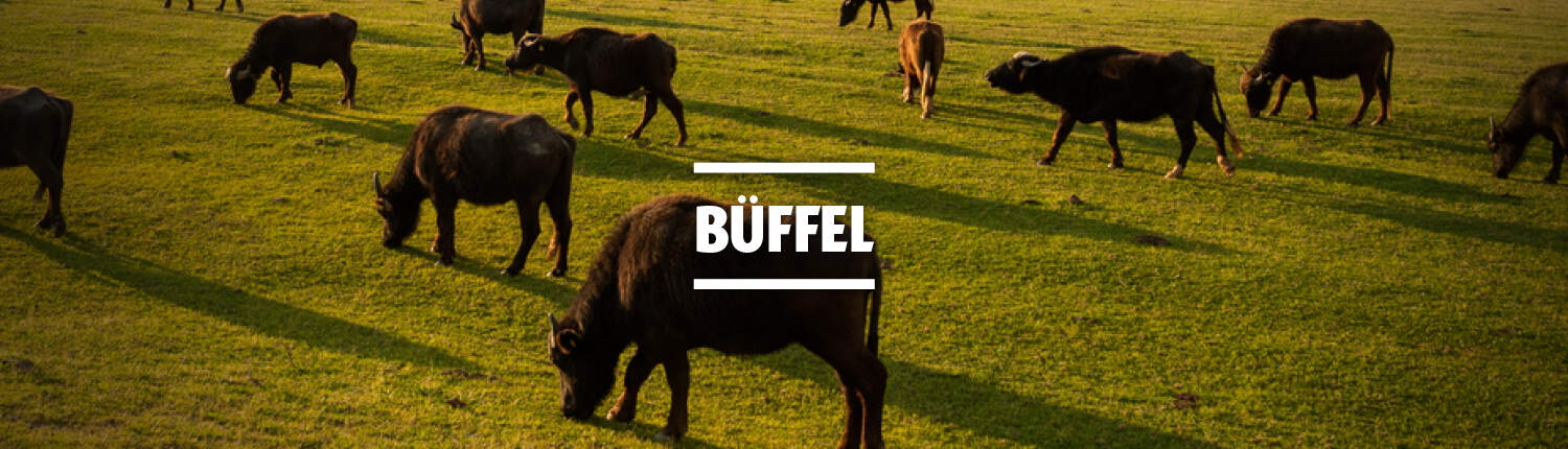 Büffel-Kategorie Buewffel-Kategorie