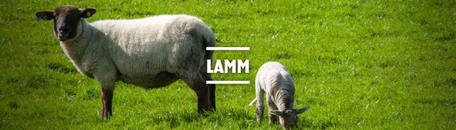 Lamm-Kategorie Lamm-Kategorie