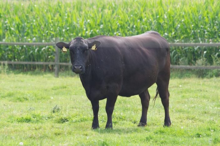 don_carne_wagyu_muenster_8