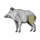 Grafik von einem Wildschwein, wo die Keule eingezeichnet ist.