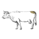 Grafik von einem Rind, wo das Picanha eingezeichnet ist.