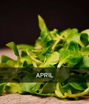 Leckerer Feldsalat mit Aufschrift April