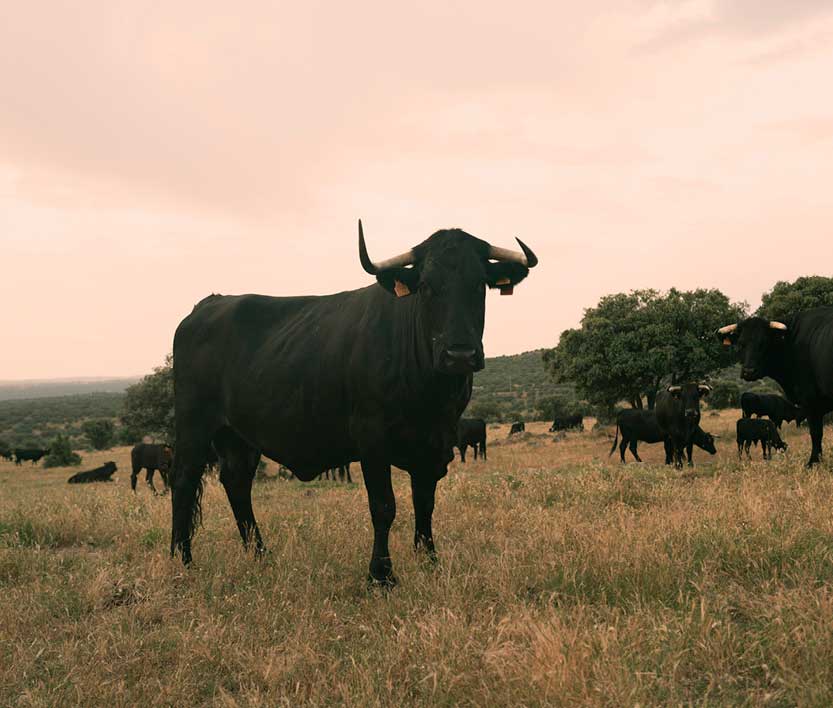 Ein großer, schwarzer Stier mit Hörnern und Ohrmarken steht im Vordergrund auf einer trockenen Wiese. Im Hintergrund grasen weitere schwarze Rinder unter Bäumen bei rötlichem Himmel.