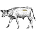 Grafik von einem Kalb, wo das Filet eingezeichnet ist.