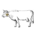 Grafik von einem Rind, wo das Ochsenbäckchen eingezeichnet ist.