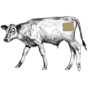 Grafik von einem Kalb, wo das Schnitzel eingezeichnet ist.