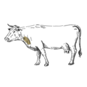 Grafik von einem Rind, wo die Brisket eingezeichnet ist.