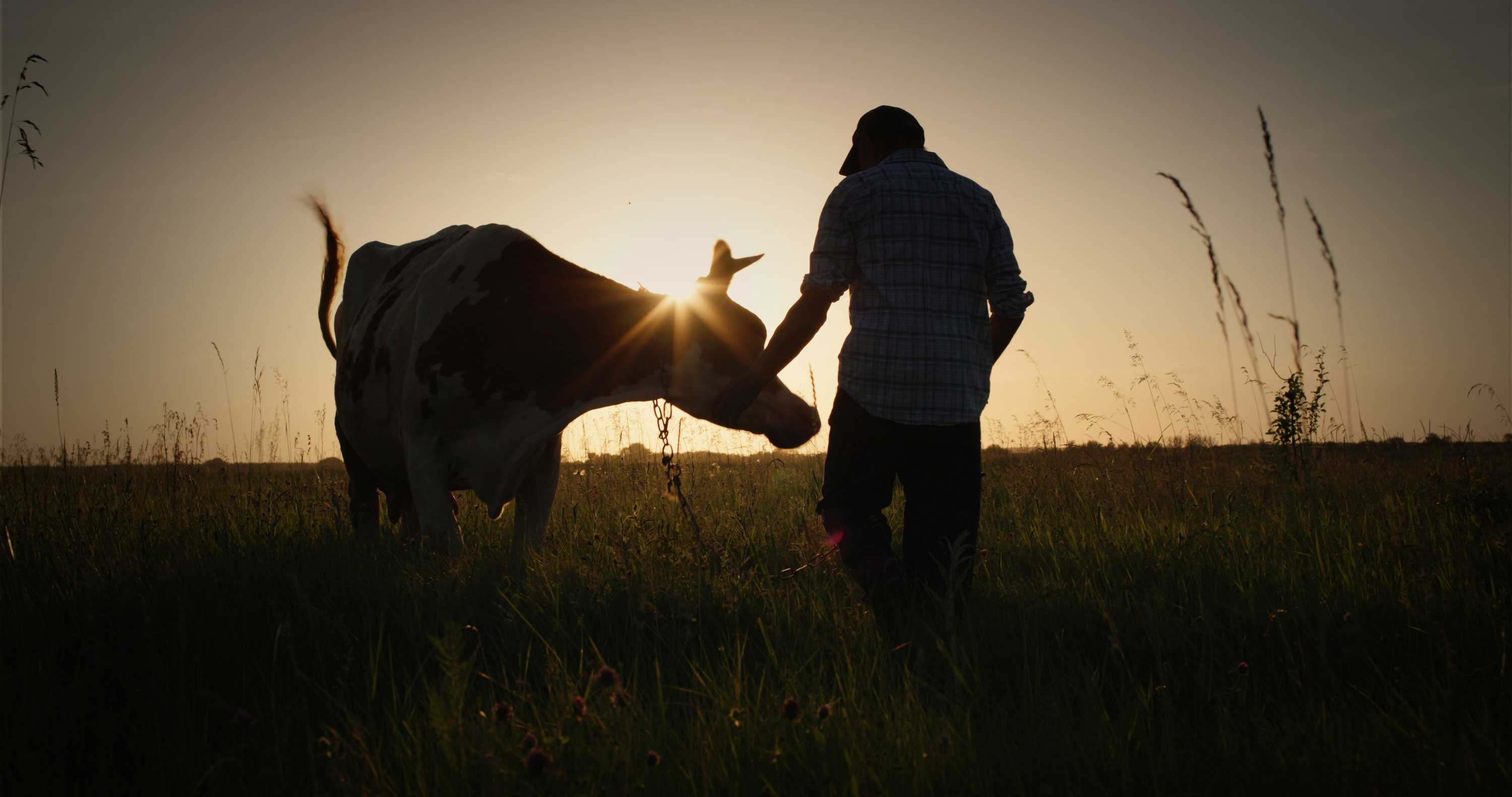 Ein Mann mit einer Kuh bei Sonnenuntergang. 