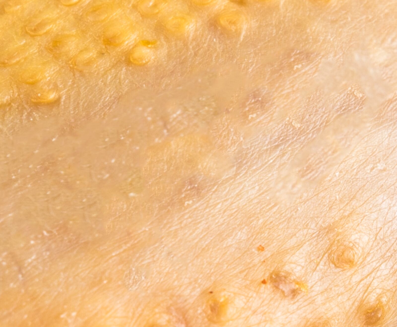 Französische Maishähnchen Brust Supreme (am Knochen)