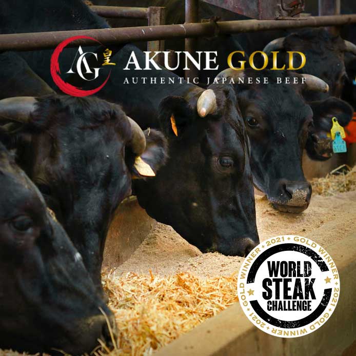 Schwarze japansiche Akune Gold Wagyu Rinder beim Fressen 