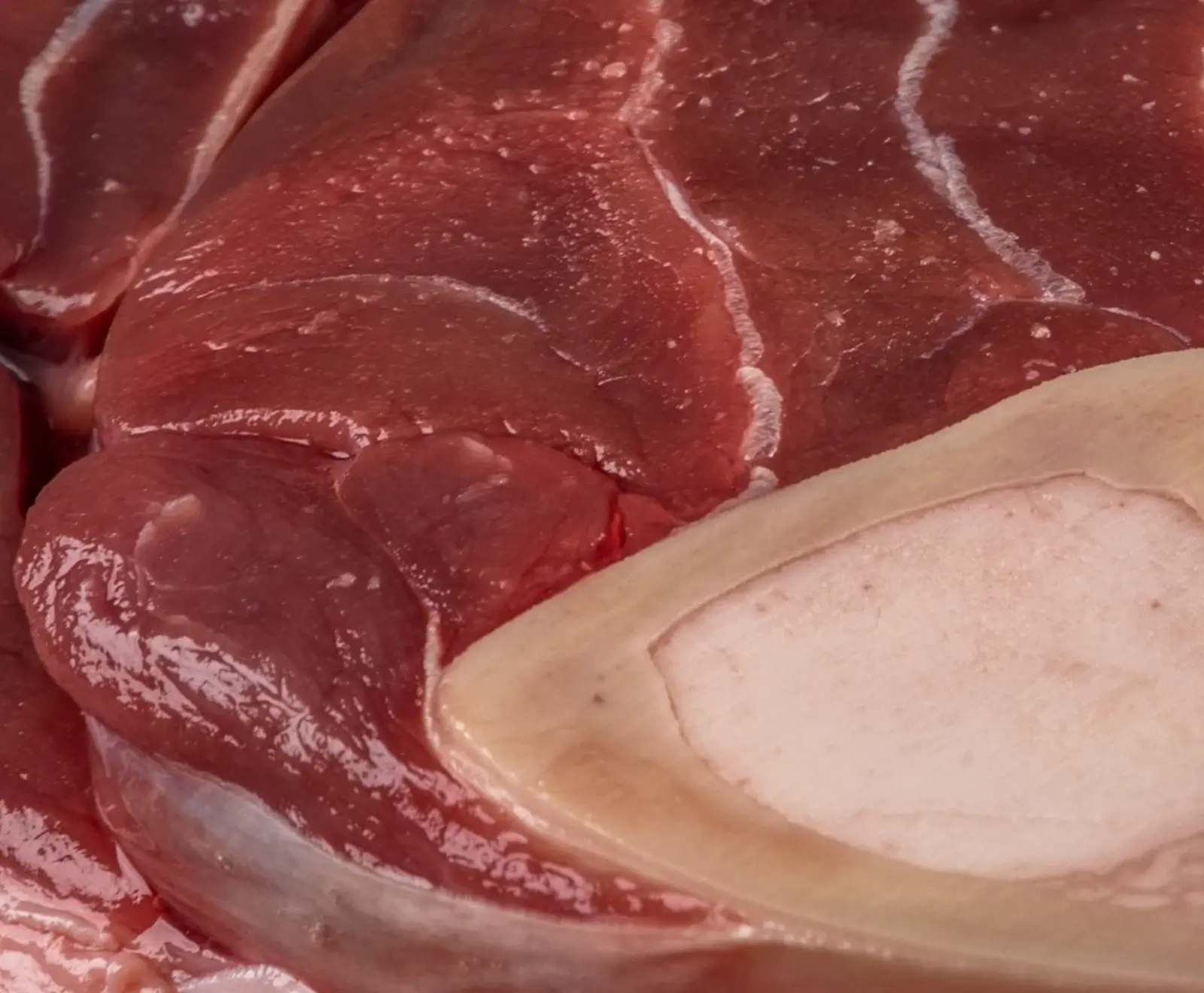 Nahaufnahme eines rohen Fleischstücks mit Knochen und sichtbarem Knochenmark. Das rötlich-rosa Fleisch ist feucht und zeigt feine weiße Linien von Bindegewebe.