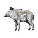 Grafik von einem Wildschwein, wo die Rippchen eingezeichnet ist.