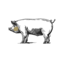 Grafik von einem Schwein, wo die Schweinebäckchen eingezeichnet ist.