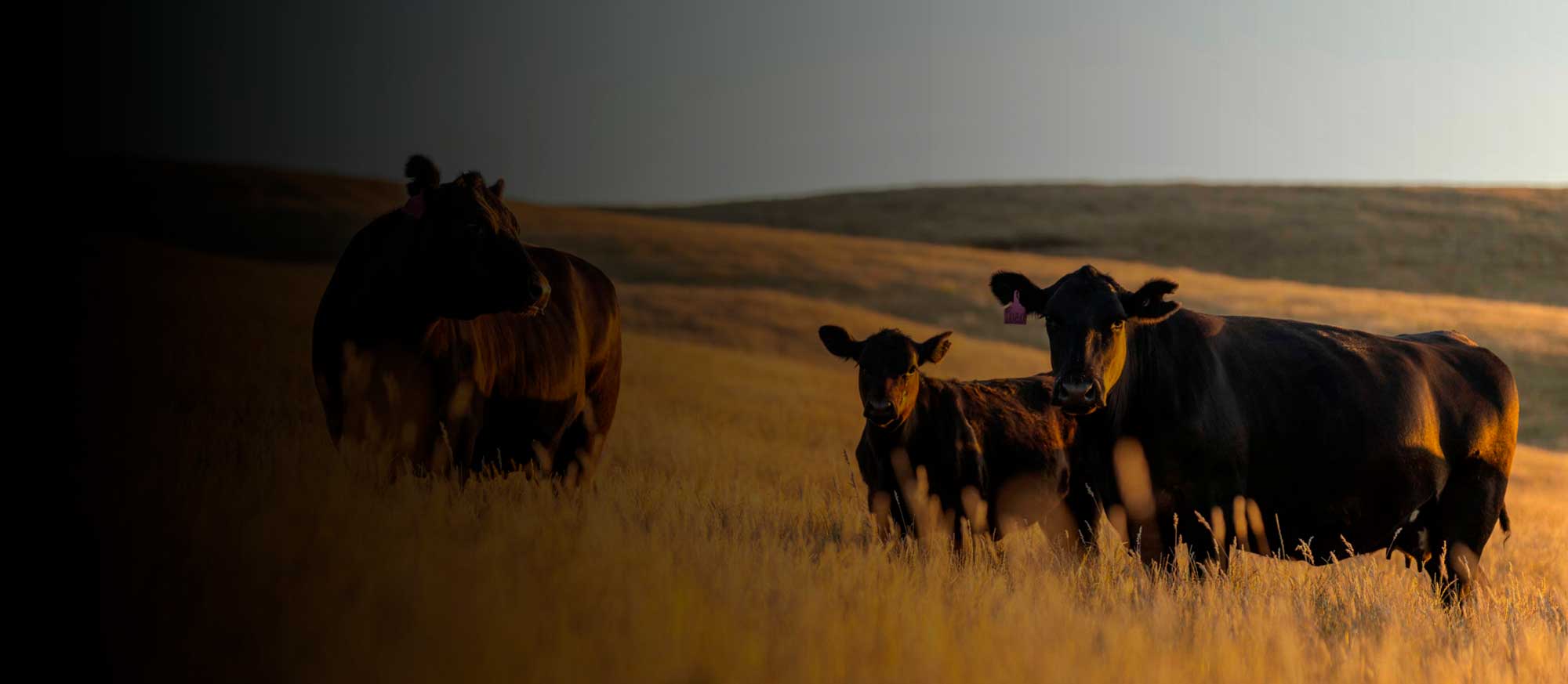 Black Angus Rinder auf Weide in Australien