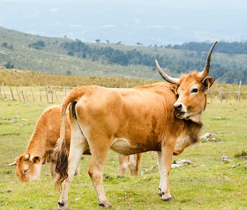 Eine hellbraune Kuh mit langen, geschwungenen Hörnern blickt in einer grünen Bergweide über ihre Schulter. Eine zweite Kuh grast im Hintergrund. Hügelige Landschaft unter blauem Himmel.
