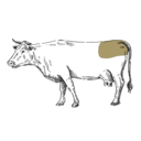 Grafik von einem Rind, wo das Hüfte eingezeichnet ist.