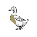 Grafik von einer Ente, wo die Brust eingezeichnet ist.