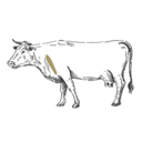 Grafik von einem Rind, wo das Flat Iron eingezeichnet ist.