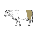Grafik von einem Rind, wo das Gulasch eingezeichnet ist.