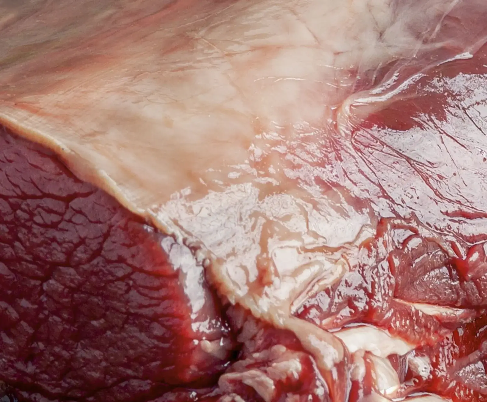 Nahaufnahme von rohem Rindfleisch mit dunkelrotem Muskelfleisch und einer darüber liegenden Schicht aus hellem Fett und Bindegewebe. Die Oberfläche ist feucht und glänzend.