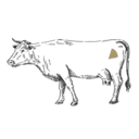 Grafik von einem Rind bei dem das Bürgermeisterstück eingezeichnet ist. 