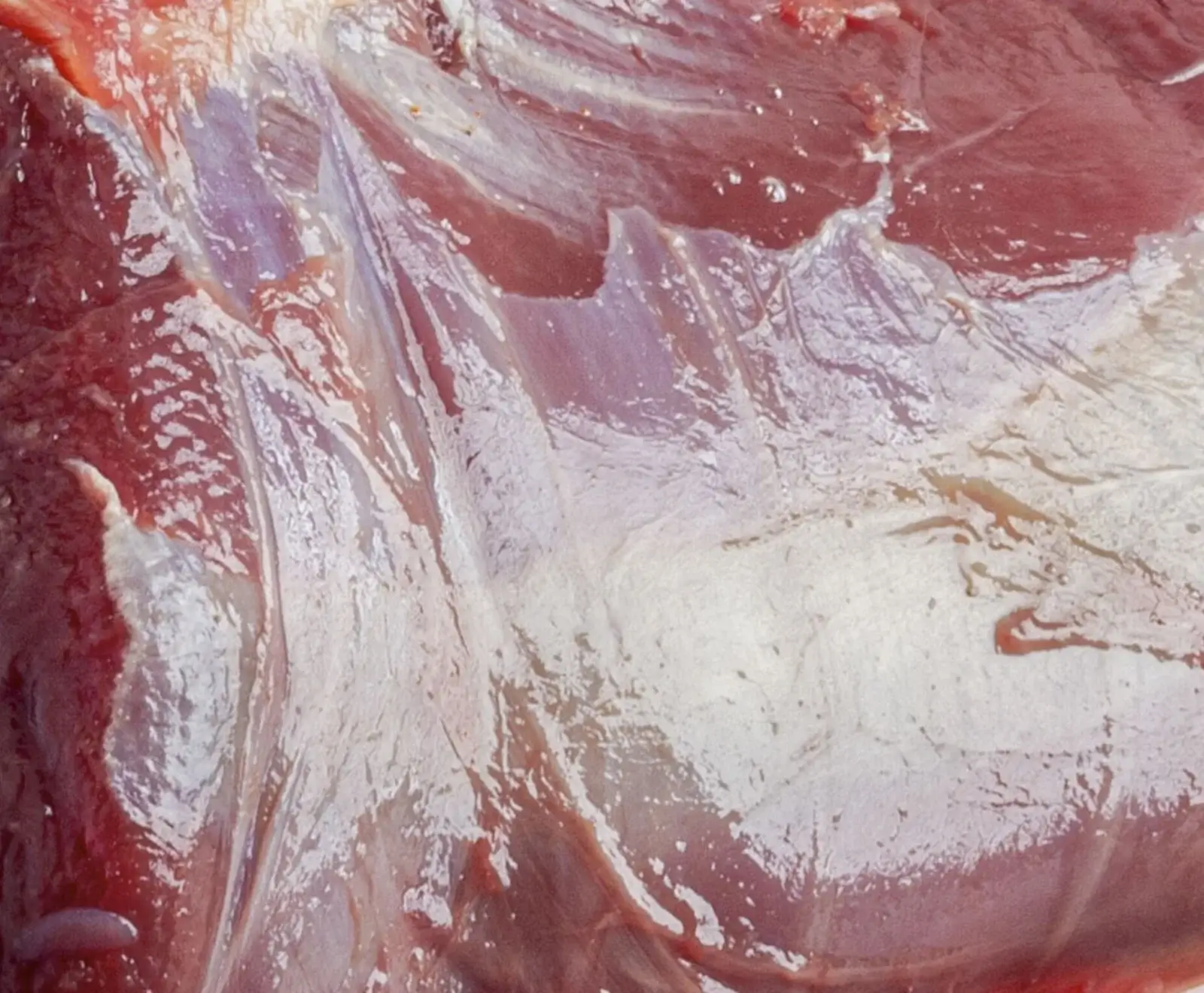 Nahaufnahme von rohem Fleisch mit sichtbaren roten Muskelfasern und glänzendem, weißlichem Bindegewebe (Faszien). Die Oberfläche ist feucht und reflektiert leicht.
