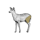 Grafik von einem Reh, wo die Keule eingezeichnet ist.