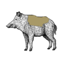 Grafik von einem Wildschwein, wo der Rücken eingezeichnet ist.