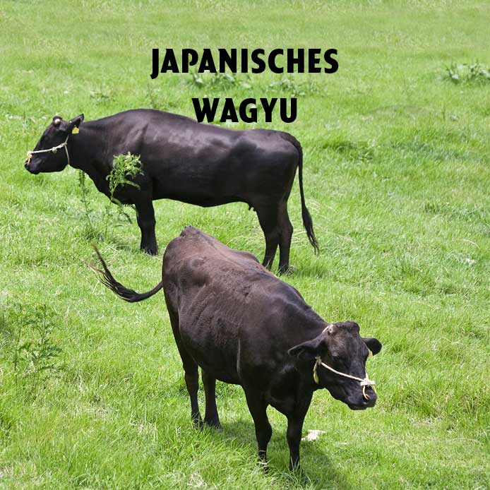 Zwei schwarze Japanische Wagyu Rinde auf einer Weide 