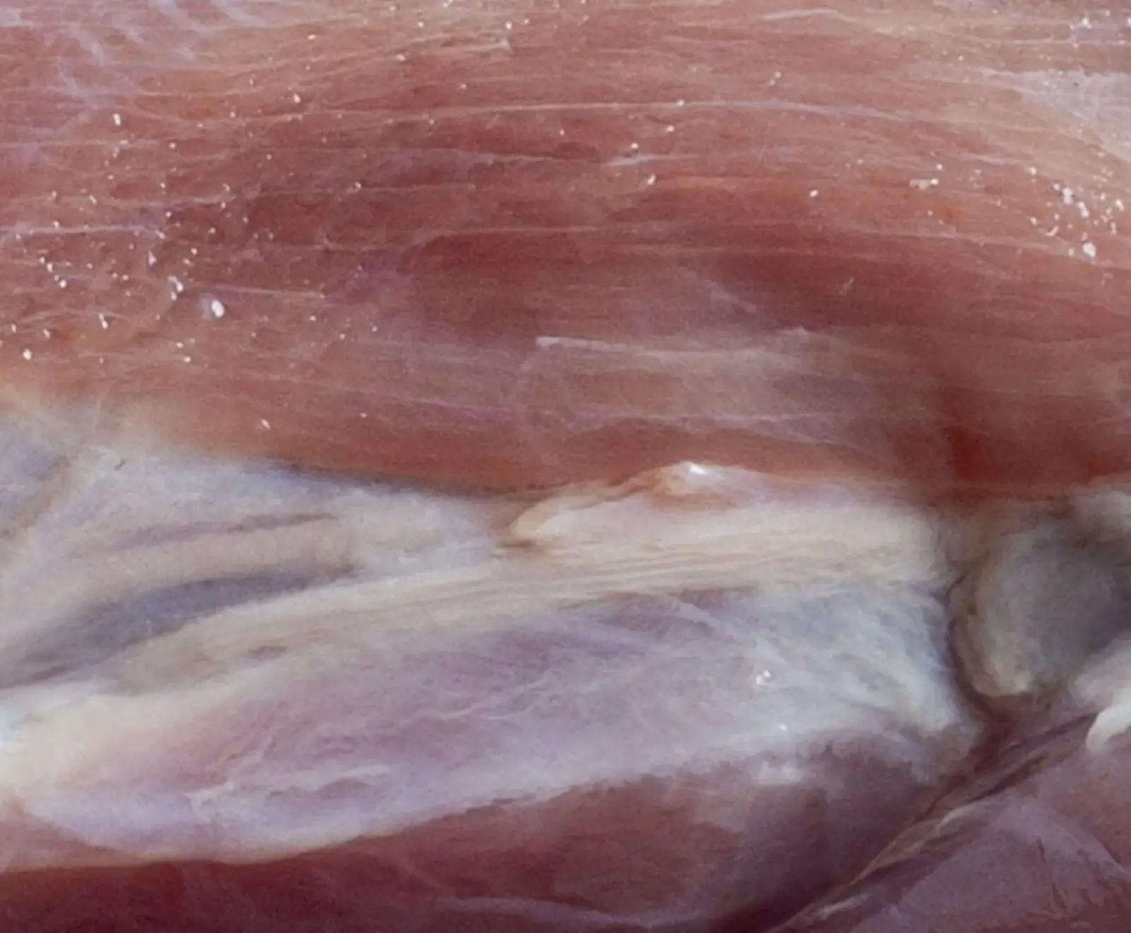 Nahaufnahme von rohem Fleisch mit sichtbaren rötlich-rosa Muskelfasern und helleren, weißlichen Bindegewebssträngen. Kleine weiße Partikel sind auf der Oberfläche verstreut.