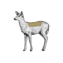 Grafik von einem Reh, wo die Rücken eingezeichnet ist.