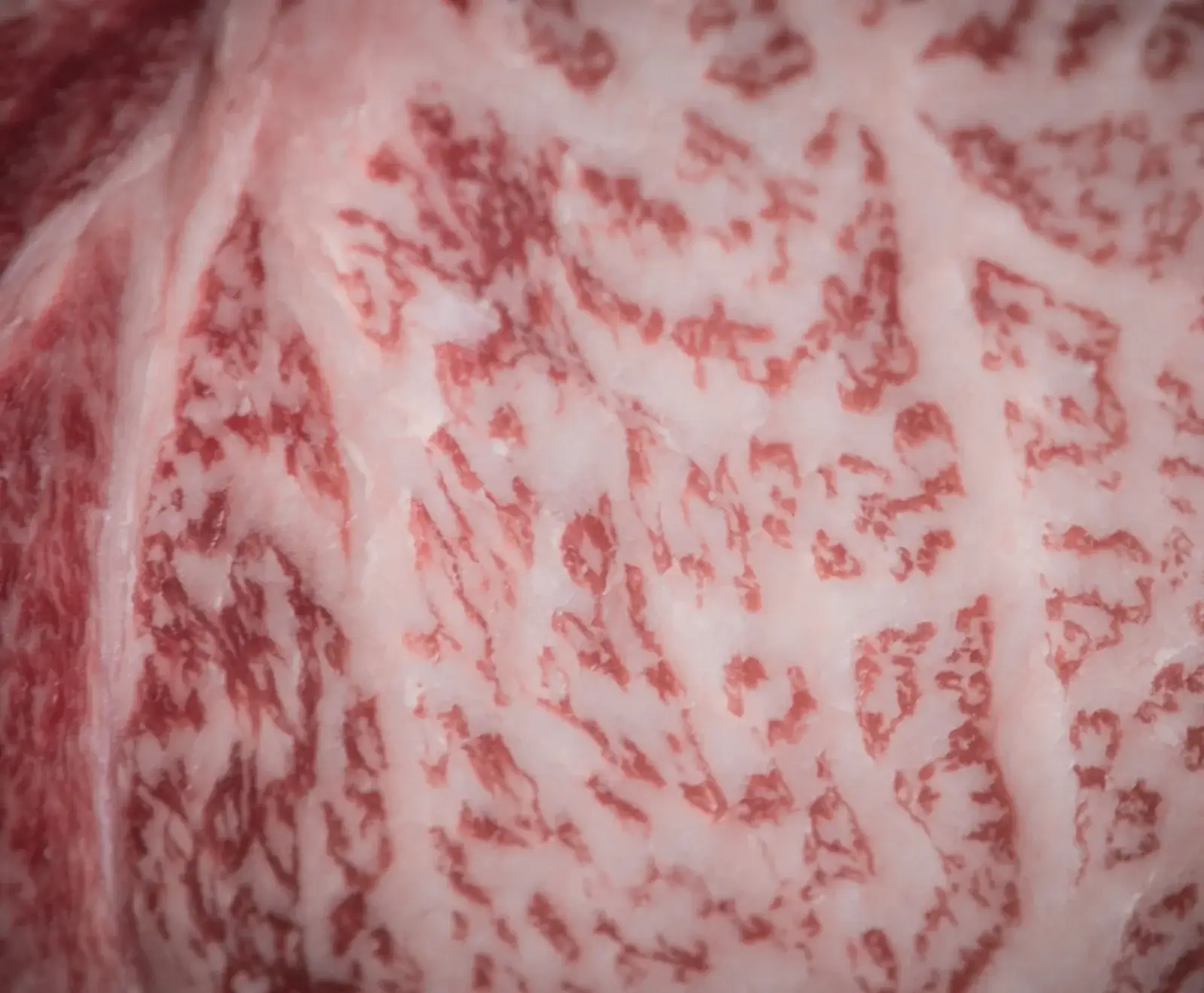 Nahaufnahme von rohem Rindfleisch mit ausgeprägter Marmorierung. Rotes Muskelfleisch ist fein mit weißem, intramuskulärem Fett durchzogen, was ein zartes Muster bildet.