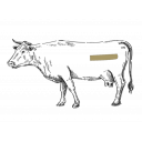 Grafik von einem Rind, wo das Filet eingezeichnet ist.