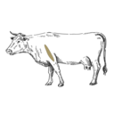 Grafik von einem Rind, wo das Teres Major eingezeichnet ist.